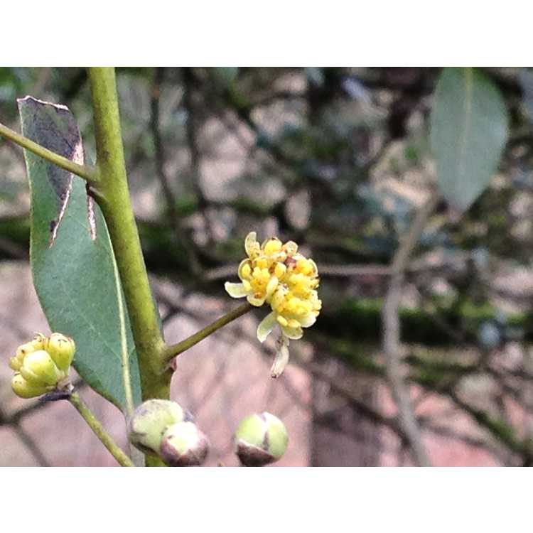 <em>Umbellularia californica</em>