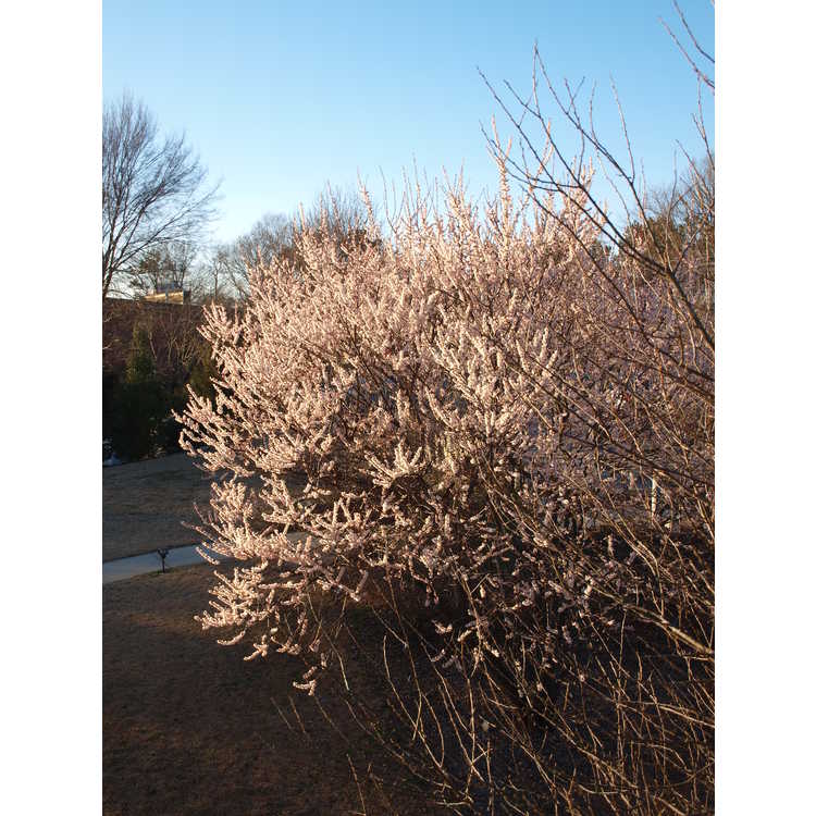Prunus mume 'Josephine' - Japanese flowering apricot