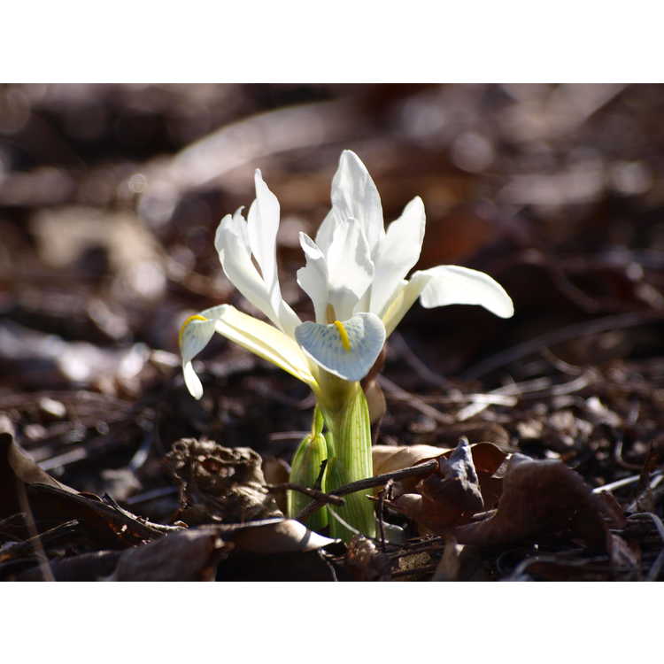 Iris histrioides 'Finola' - reticulate iris