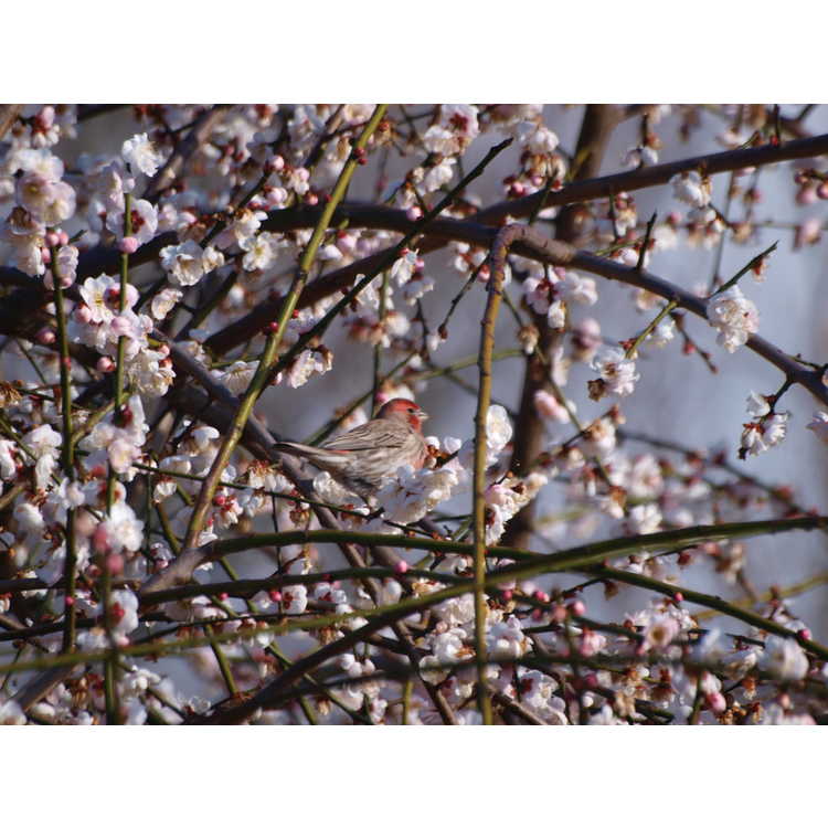 Prunus mume Bridal Veil