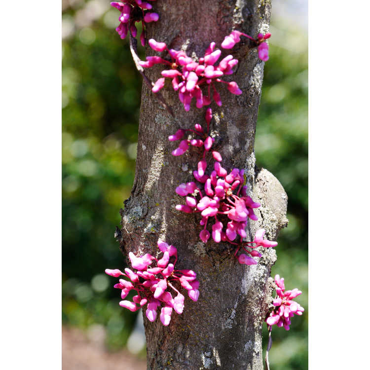 Cercis canadensis 'Ace of Hearts'