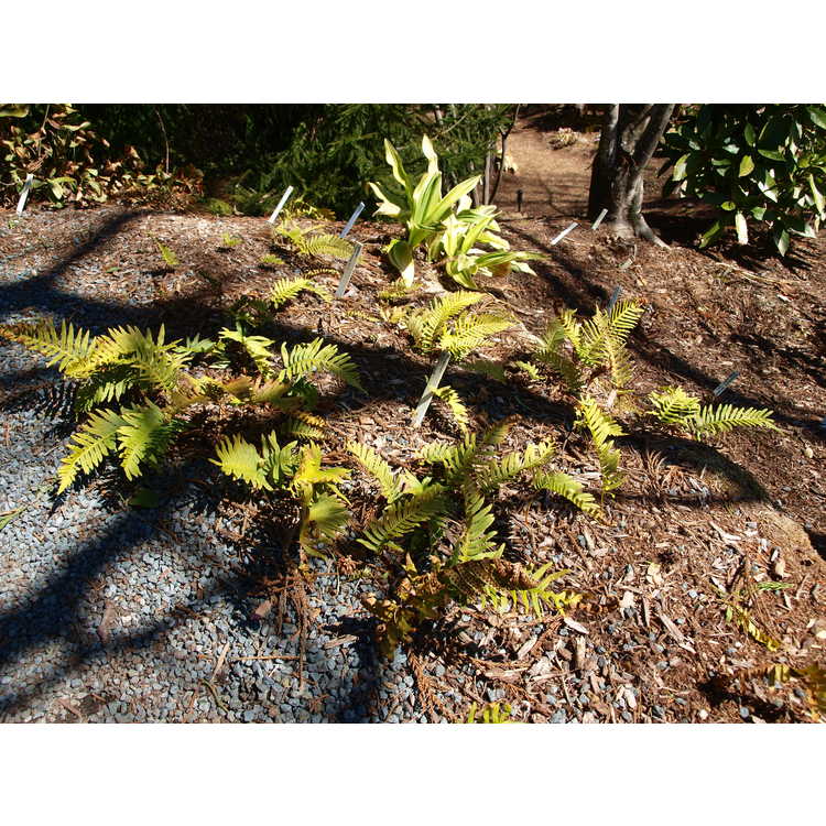 Polypodium vulgare 'Uulong Island' - common polypody