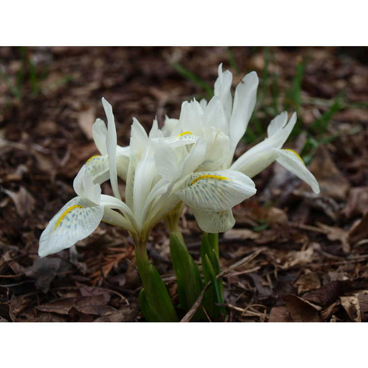 Iris histrioides Finola