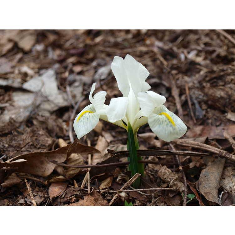 Iris histrioides Finola