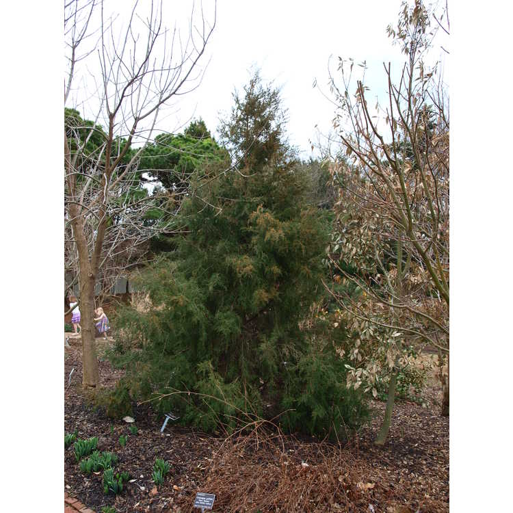 <em>Juniperus seravschanica</em>