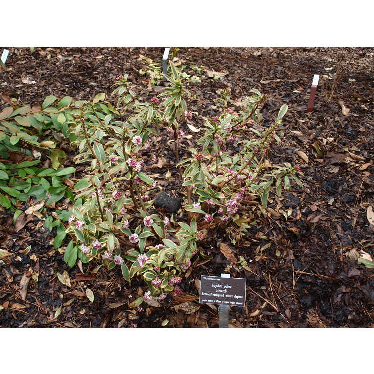 Daphne odora 'Hewreb' - Rebecca variegated winter daphne