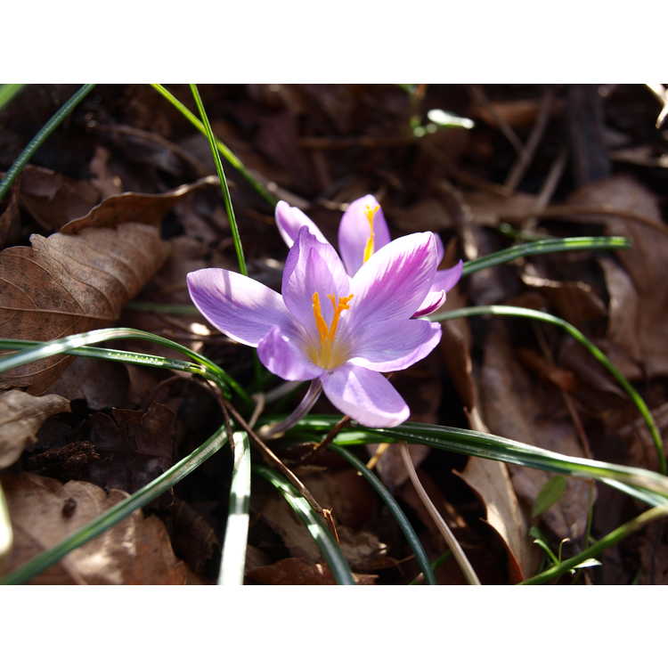 Crocus isauricus Spring Beauty