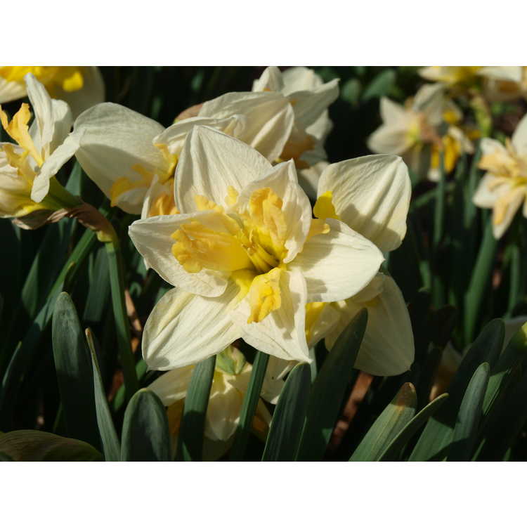 Narcissus 'Mary Gay Lirette' - collar daffodil