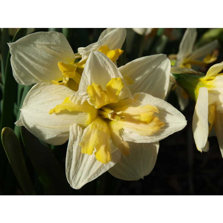 Narcissus Mary Gay Lirette