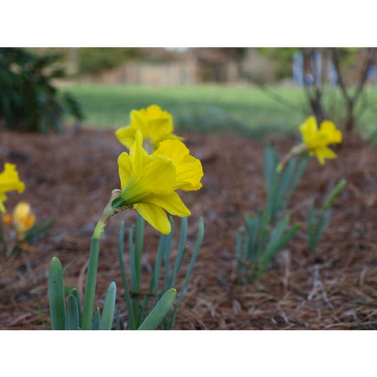 Narcissus obvallaris - Tenby daffodil
