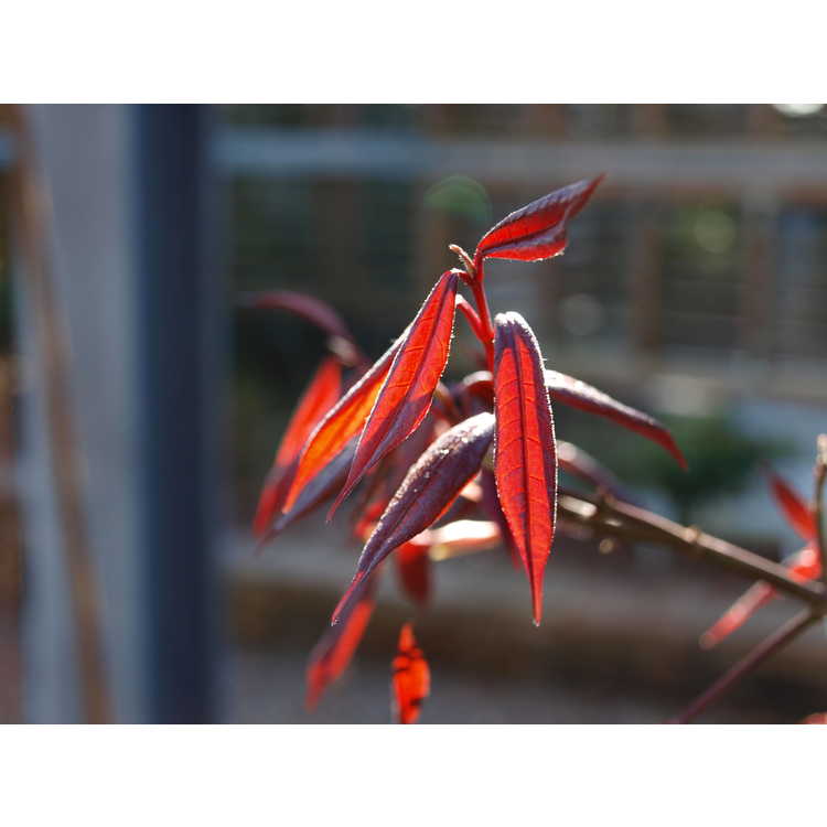 Acer laevigatum 'Hóng Lóng' - red dragon smoothleaf maple