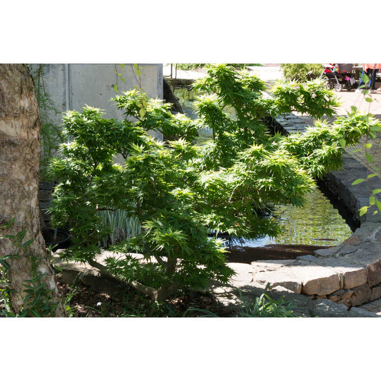 Acer palmatum 'Mikawa Yatsubusa'