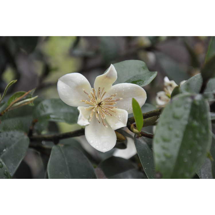 Magnolia Serendipity