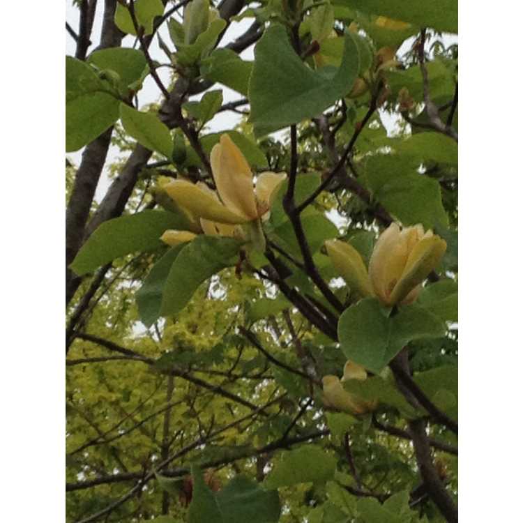 Magnolia Shipmast