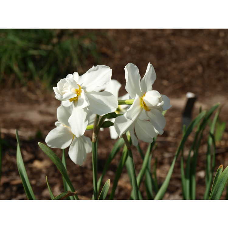 Narcissus Daphne
