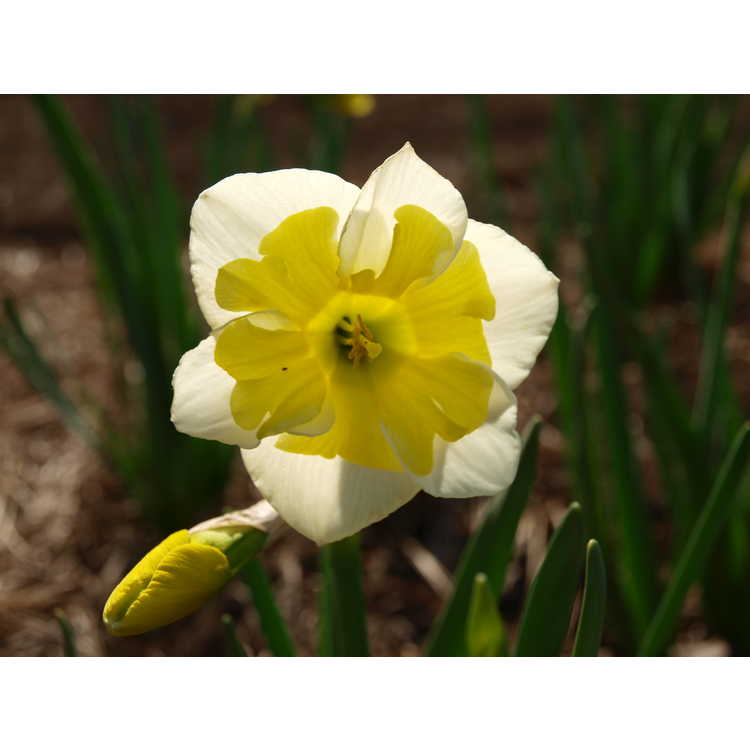 Narcissus 'Smiling Twin'