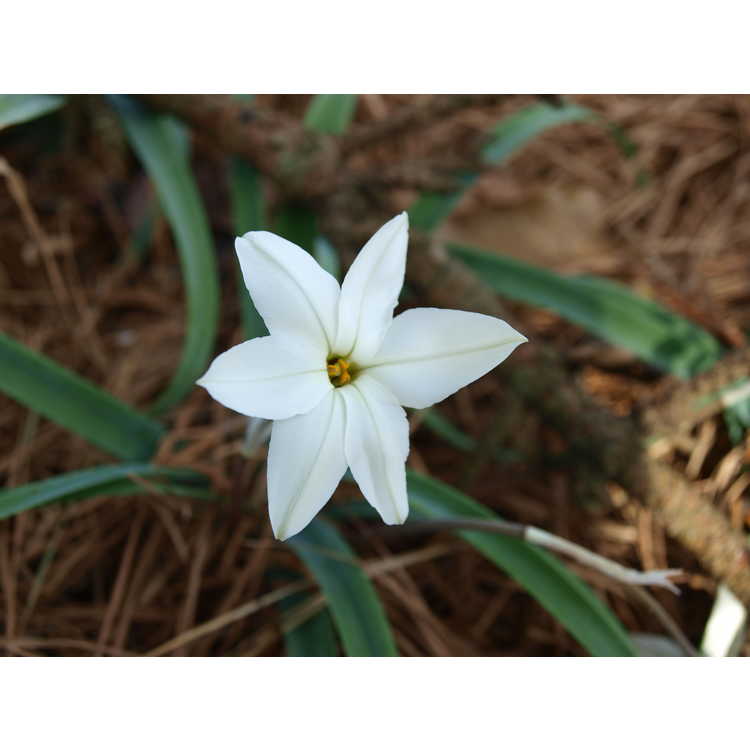 Ipheion 'Alberto Castillo' - star flower