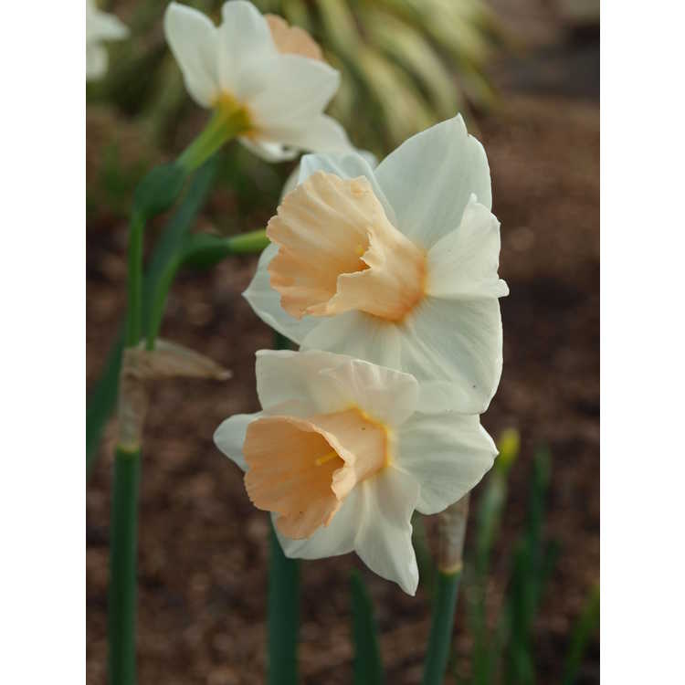 Narcissus Sweet Smiles