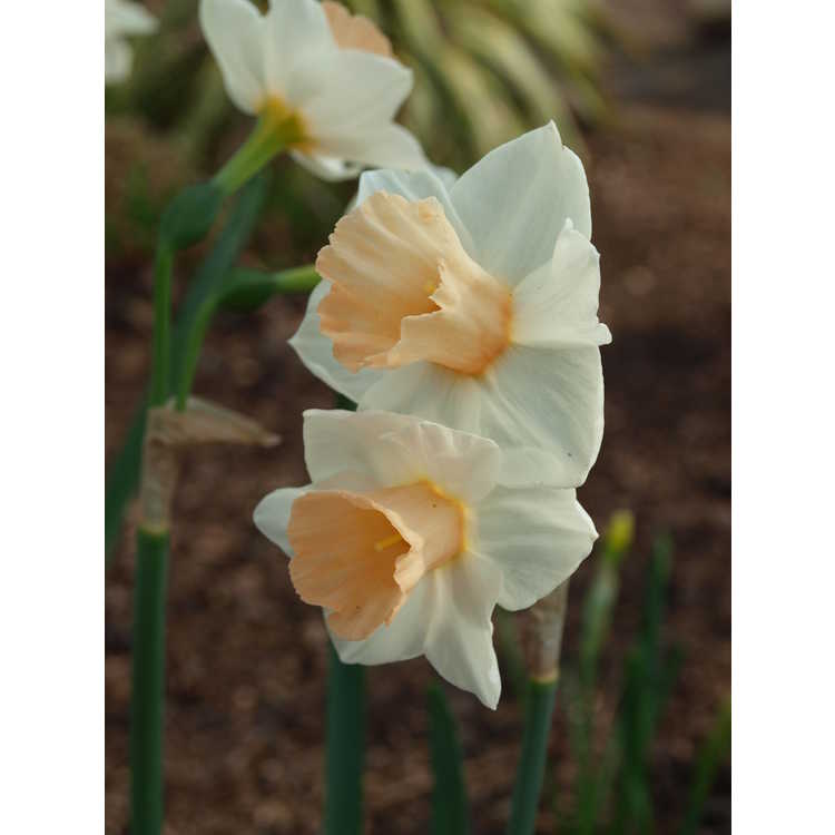 Narcissus 'Sweet Smiles'