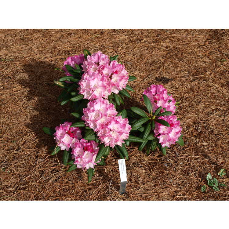 Rhododendron 'Pkt2011'