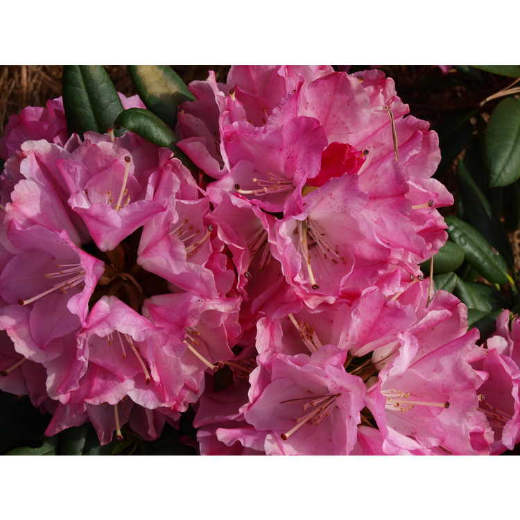 Rhododendron Pkt2011 Handy Man Pink