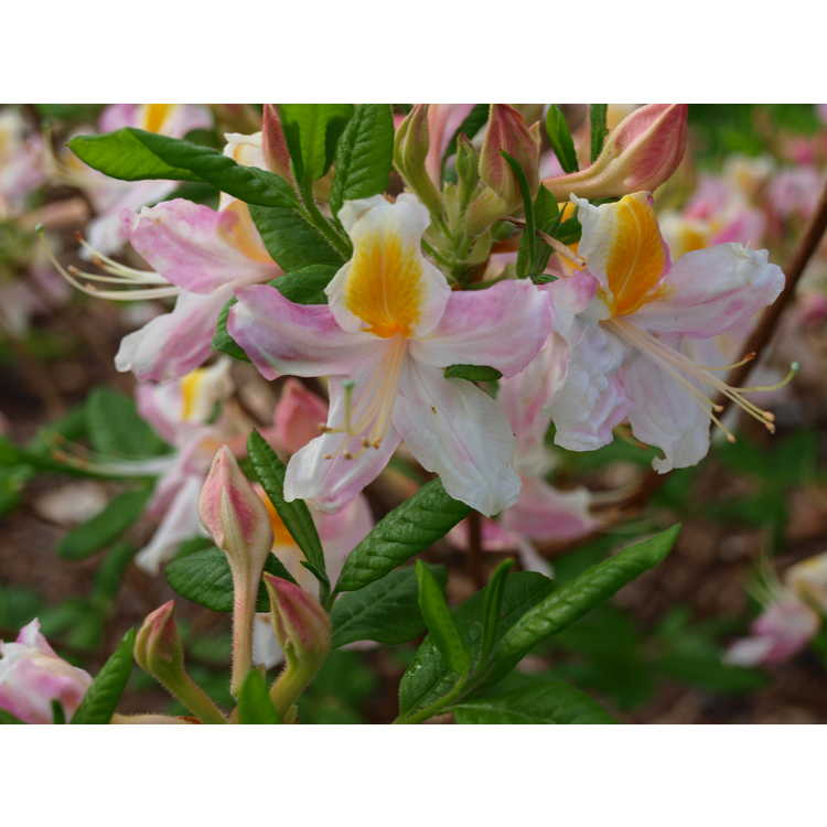 Rhododendron 'Touch of Pink' - Aromi hybrid azalea