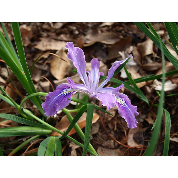 Iris tenax - tough-leaf iris