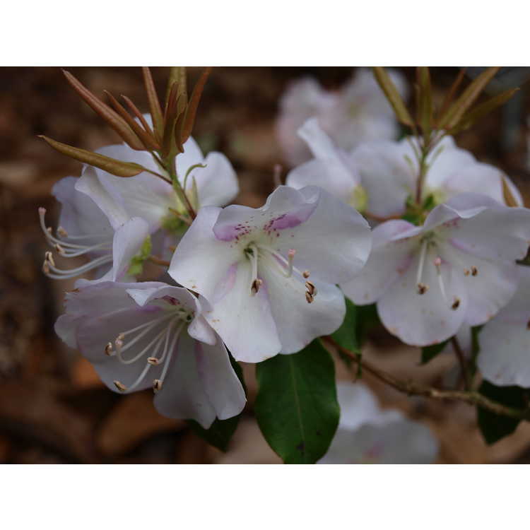 <em>Rhododendron uwaense</em>