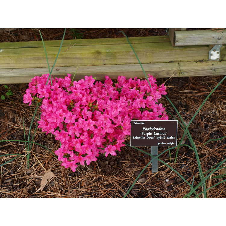 Rhododendron 'Purple Cushion' - Beltsville Dwarf hybrid azalea