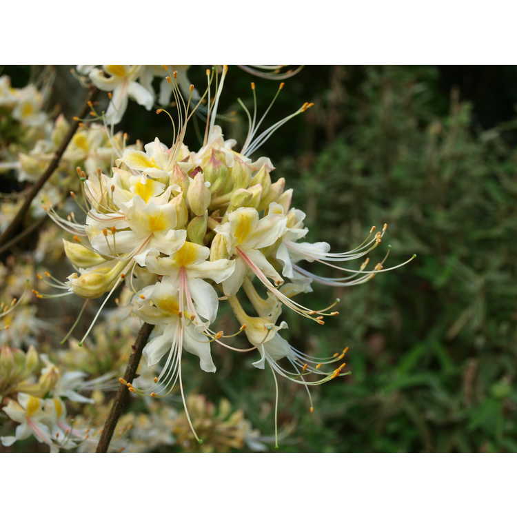 white-flowered  Florida flame azalea
