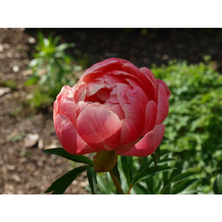 Paeonia Coral N Gold