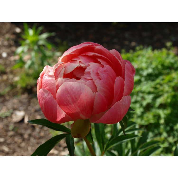 Paeonia 'Coral 'n Gold'