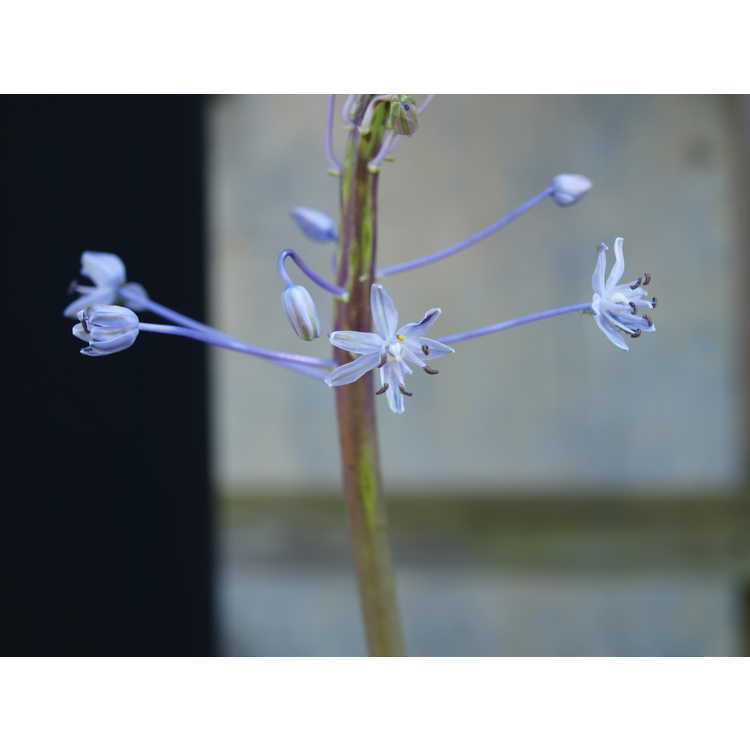 <em>Scilla hyacinthoides</em>