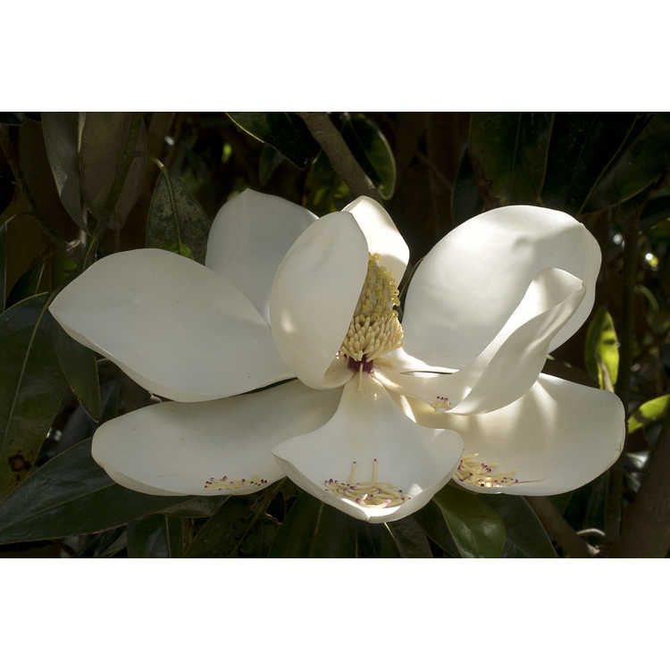 Magnolia grandiflora 'TMGH' - Alta columnar southern magnolia