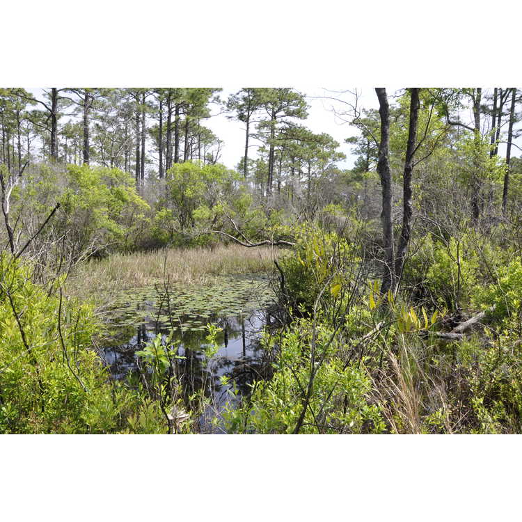 Croatan National Forest