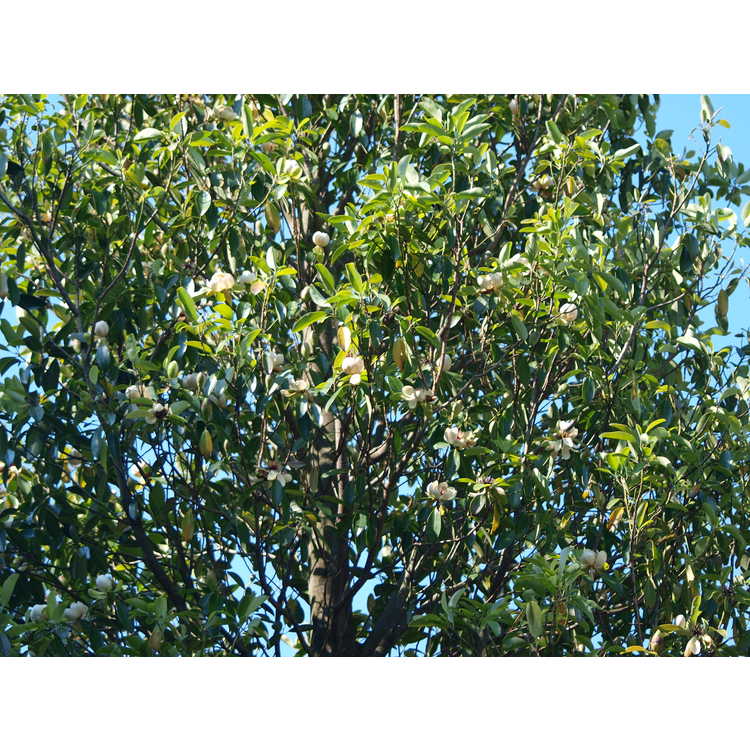 Magnolia lotungensis - eastern joy lotus tree
