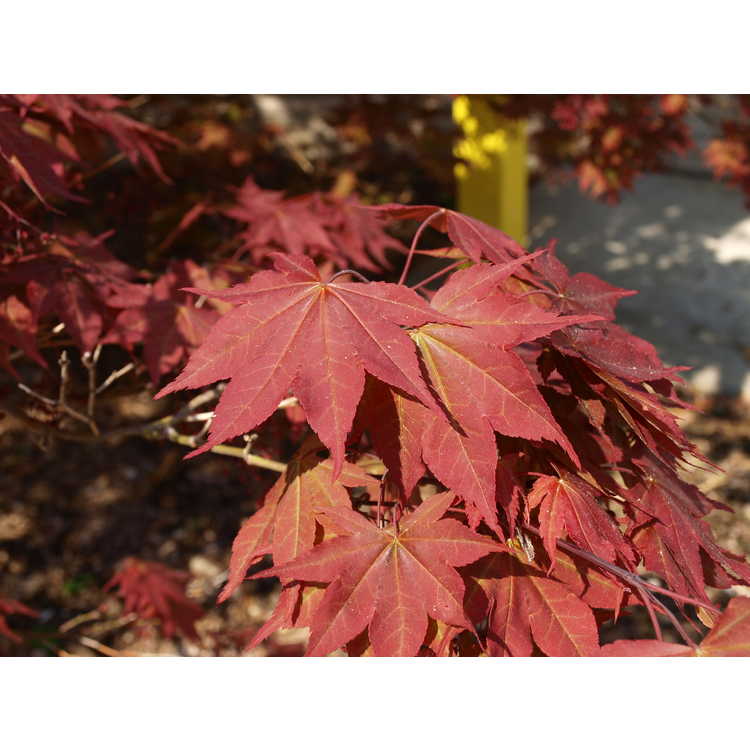 scarlet Japanese maple