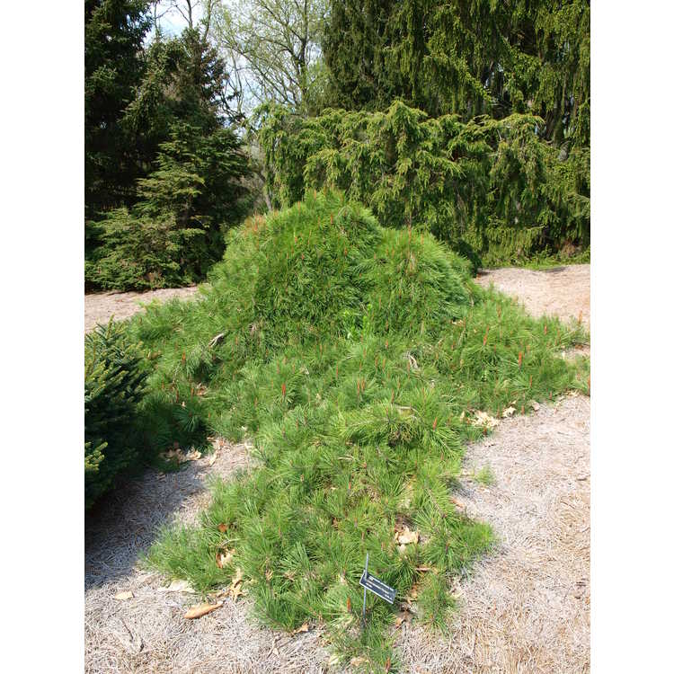 Pinus densiflora 'Pendula' - weeping Japanese red pine