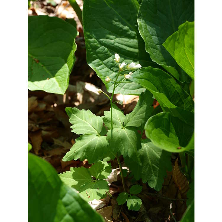 Cardamine diphylla - toothwort