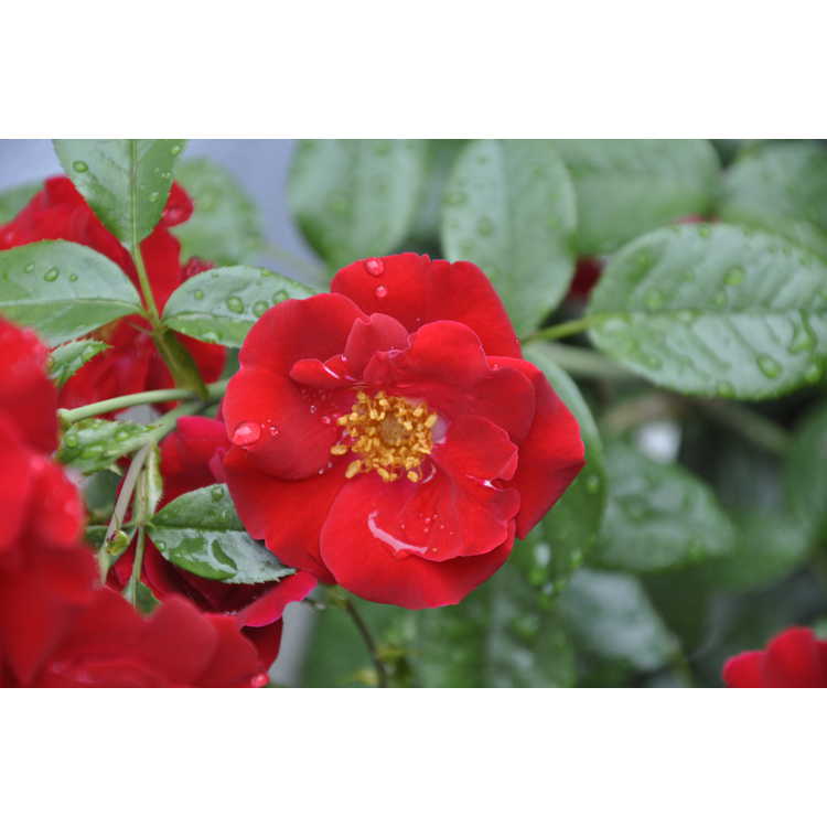Rosa 'Sprothrive' - Thrive shrub rose