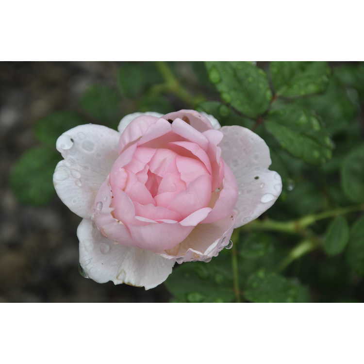 Rosa 'Ausland' - Scepter'd Isle shrub rose