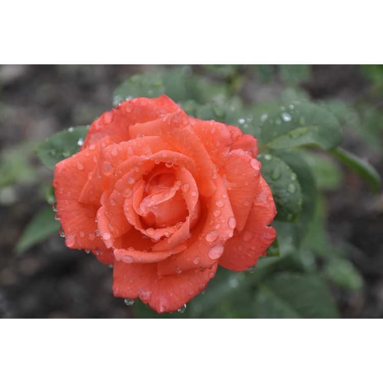 Rosa 'Tanorstar' - Tropicana tea rose