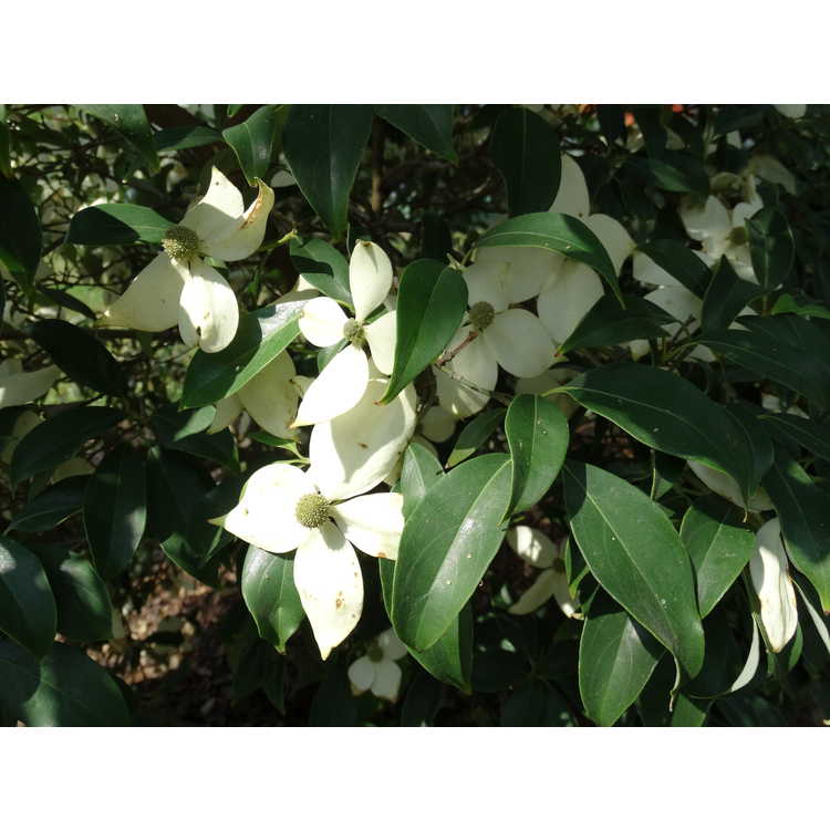 Cornus elliptica 'Elsbry' - Empress of China evergreen flowering dogwood