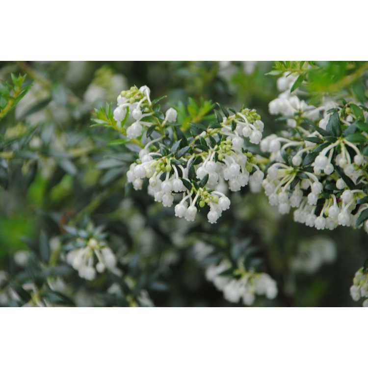 <em>Gaultheria mucronata</em> (white berried)