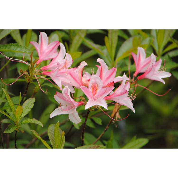 <em>Rhododendron</em> 'Irene Koster'