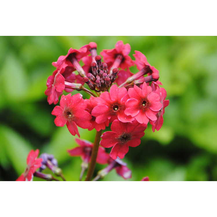 <em>Primula japonica</em> 'Miller's Crimson'