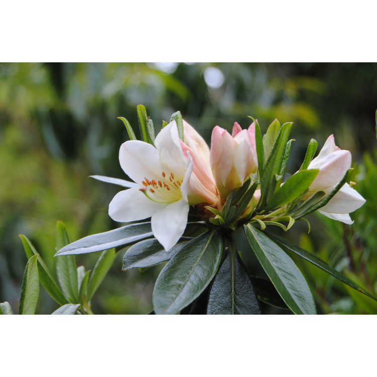 <em>Rhododendron maddenii</em>