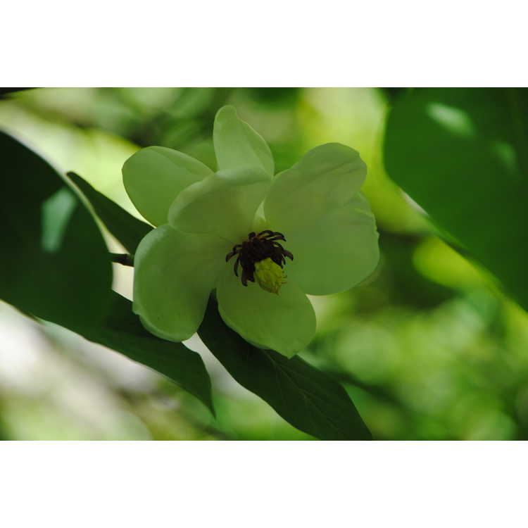 Magnolia sieboldii - Oyama magnolia