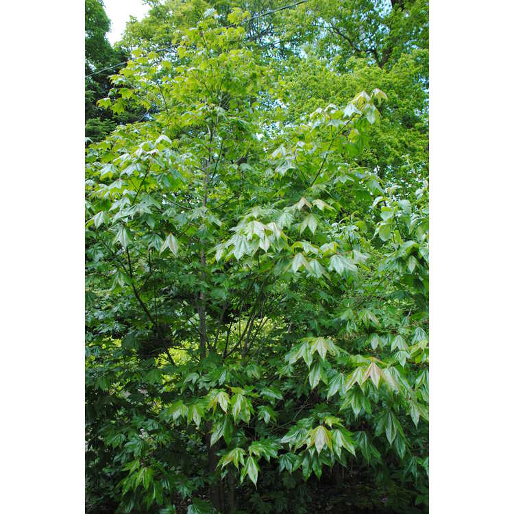 <em>Acer campbellii</em> subsp.<em> campbellii</em>