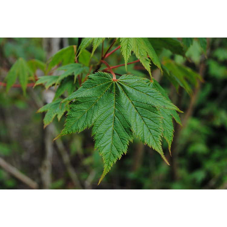 Acer - maple